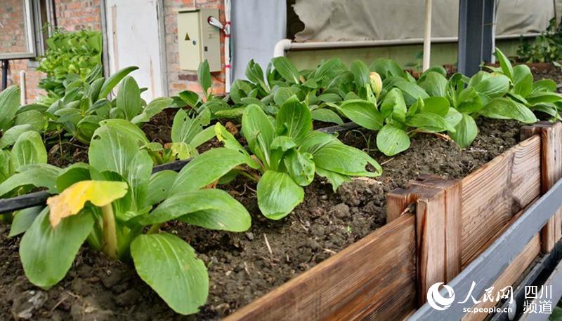 成都雙流打造可循環農業 私家菜園融入城市生活