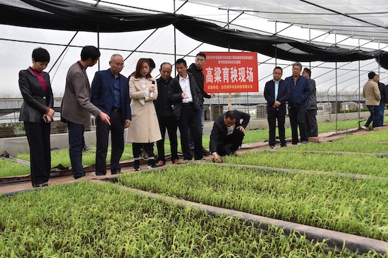 高粱育秧現場。榮縣縣委宣傳部供圖