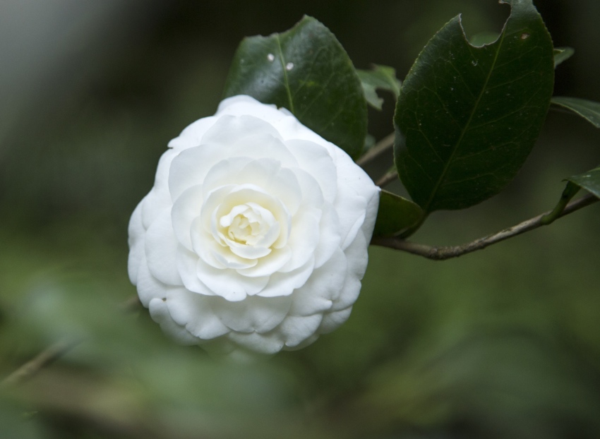 ؈ȵİɽɶ؈оعD