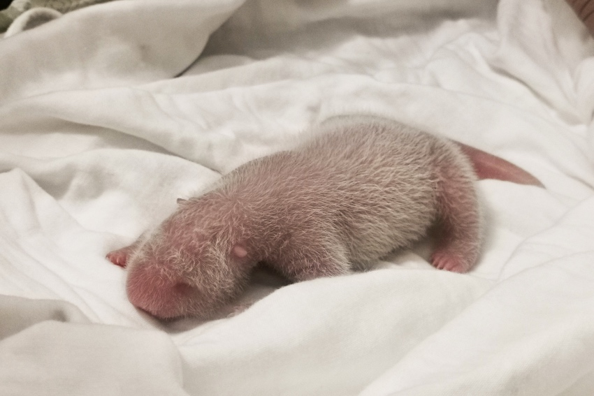 大熊貓“美茜”新生幼崽。中國大熊貓保護研究中心供圖