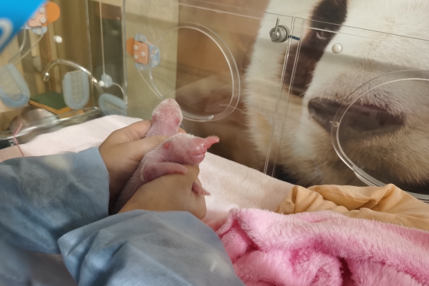 ÷؈gga´؈p̥ɶ؈оعD