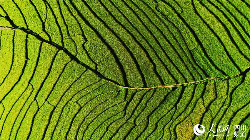 ɽݸhղfӵˮζz