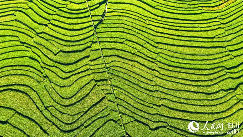 ɽݸhղfҲӯB~[ζz