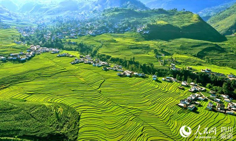 涼山州甘洛縣：普昌梯田稻谷豐收在望