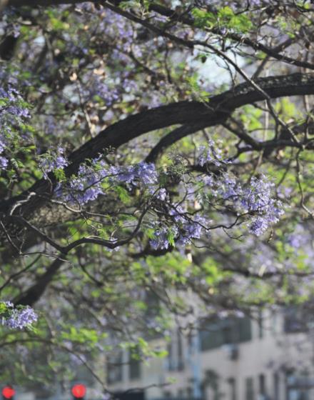 美圖！西昌：當紫色藍花楹與各色漢服相遇
