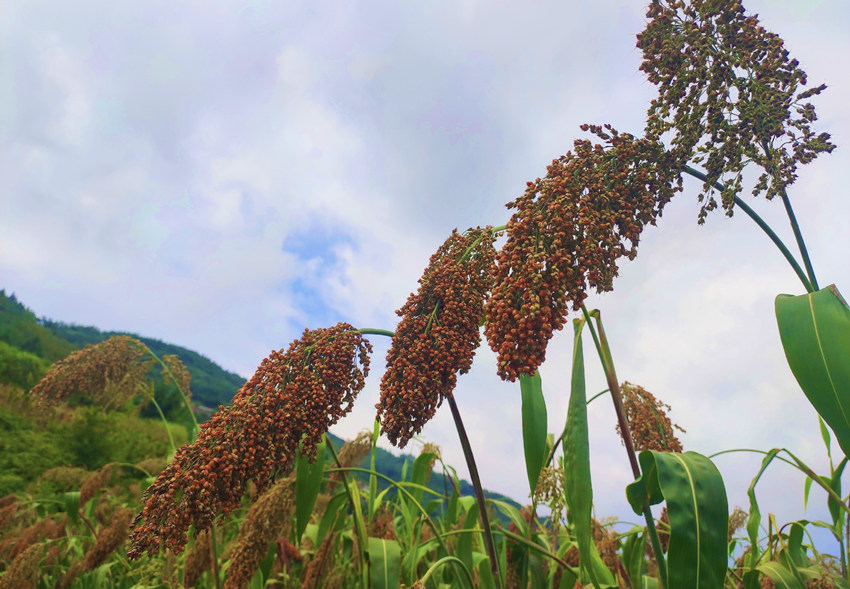 MĸSLuҷAhýwĹD