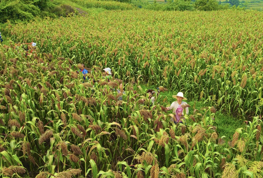 Nֲ͹һæոAhýwĹD