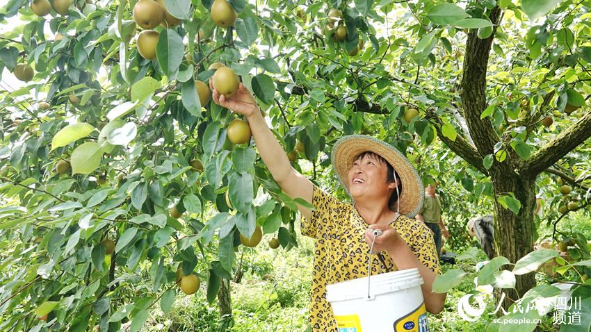 梨子采摘。鐘旭娟攝