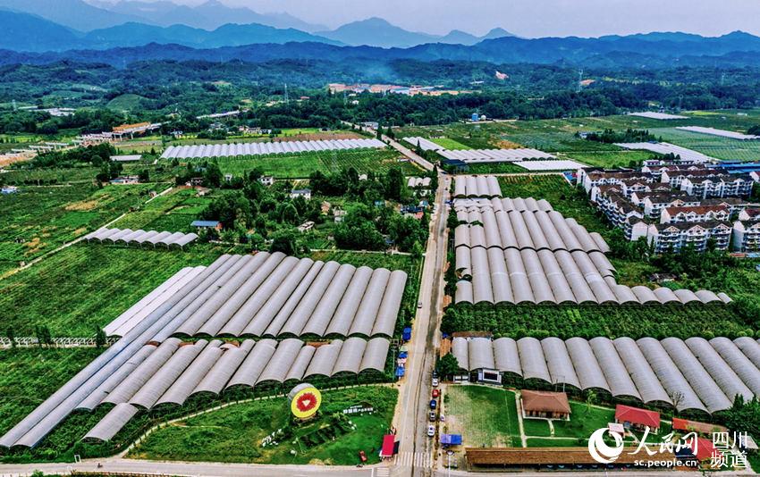 都江堰獼猴桃產業園。張銓生攝