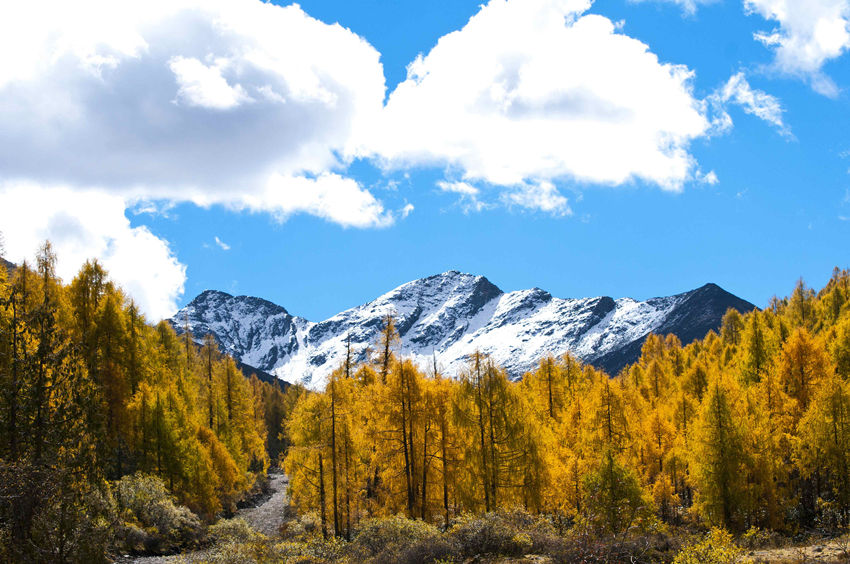 情人海彩林。金川縣委宣傳部供圖