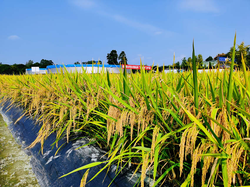 ONBõƷN̩808SԬ¡ƽsˮƌW@D