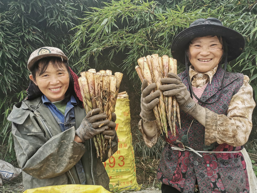 秋筍豐收,筍農喜笑顏開。沐川融媒體中心供圖