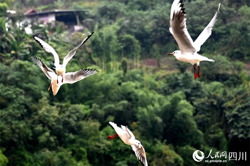 ttrˮҒʳrںґz