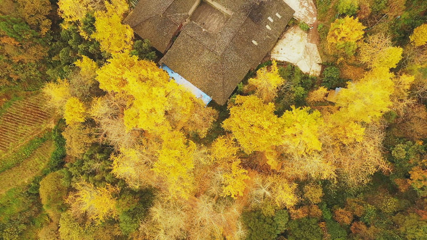 銀杏。萬源市融媒體中心供圖