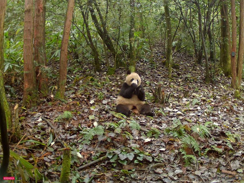 20211121tCĔzҰʳġСҡֈtCĔz