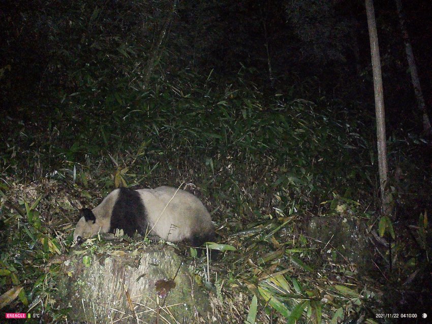 20211122賿tCĔzҰӵġСҡֈtCĔz