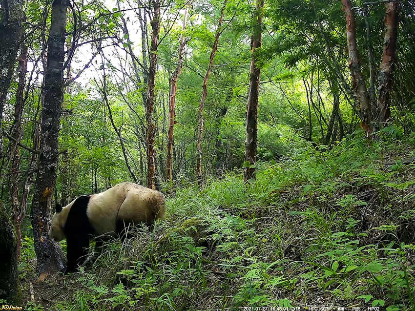 tCĔzҰ؈ƽhýwĹD