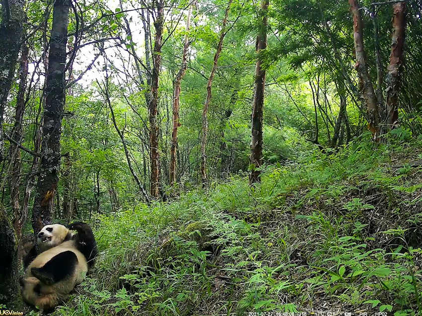 tCĔzҰ؈ƽhýwĹD