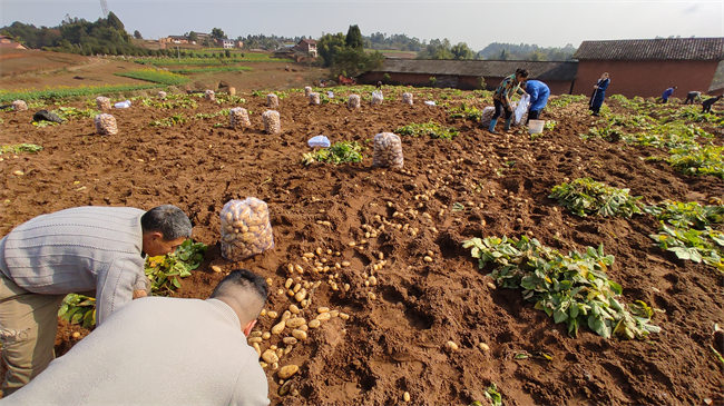 田間豐收忙。榮縣融媒體中心供圖