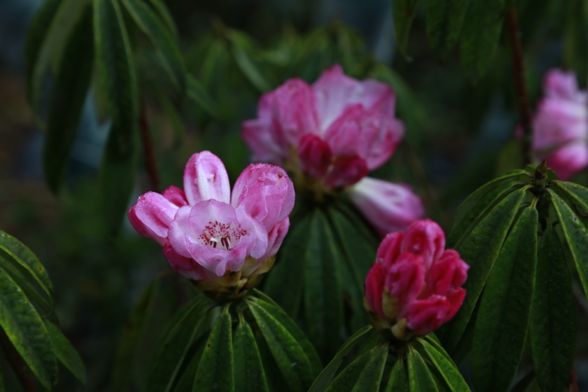 ؈ȵẽN ɶ؈оعD