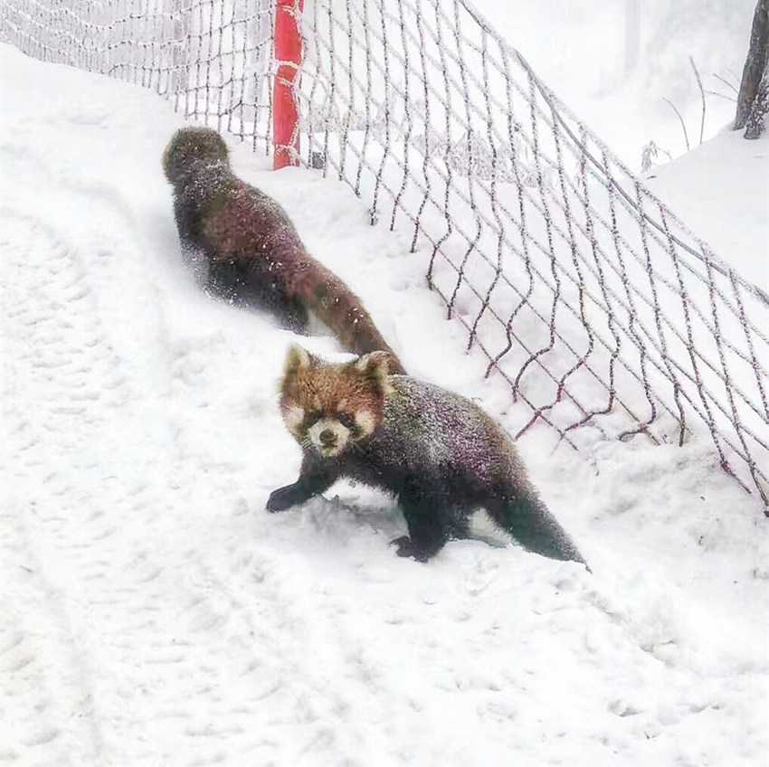 小熊貓在雪地打鬧。洪雅縣委宣傳部供圖