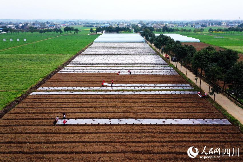 ߲˻wĤʂNֲ߲揊z