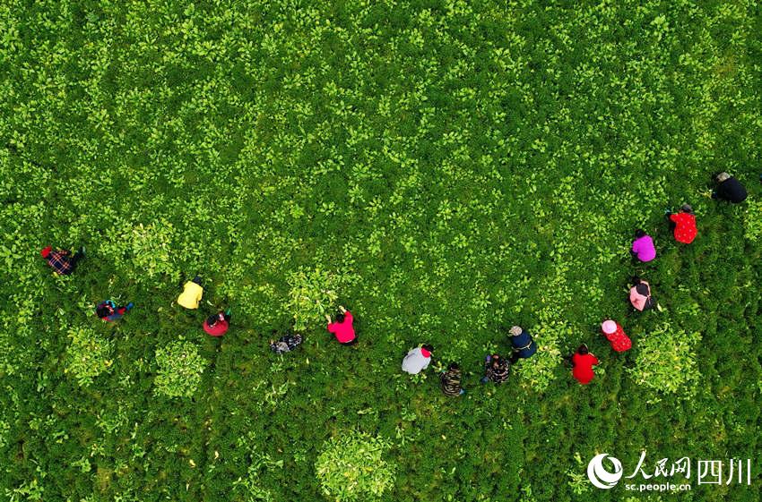 村民正在搶收圓根蘿卜,騰出土地為春耕做準備。張祖強攝