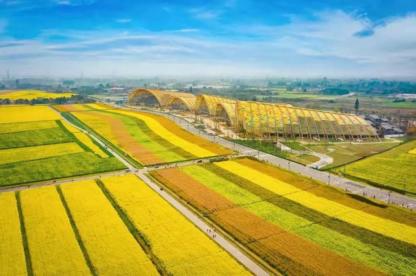 天府農博島大田景觀。新津區委宣傳部供圖