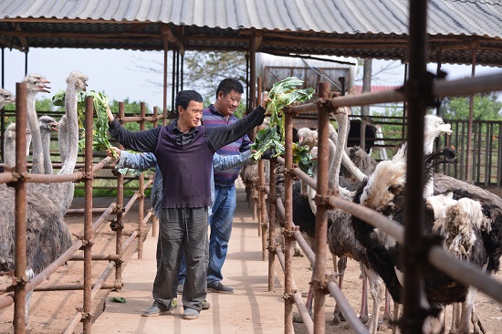 成群的鴕鳥。蔣兵攝