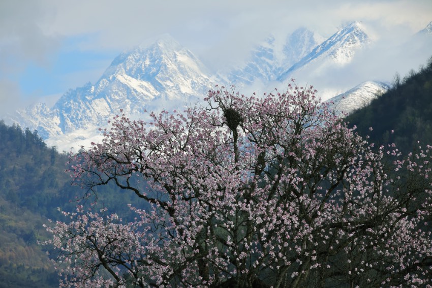 生長在海螺溝的“康定木蘭”。鄒滔攝