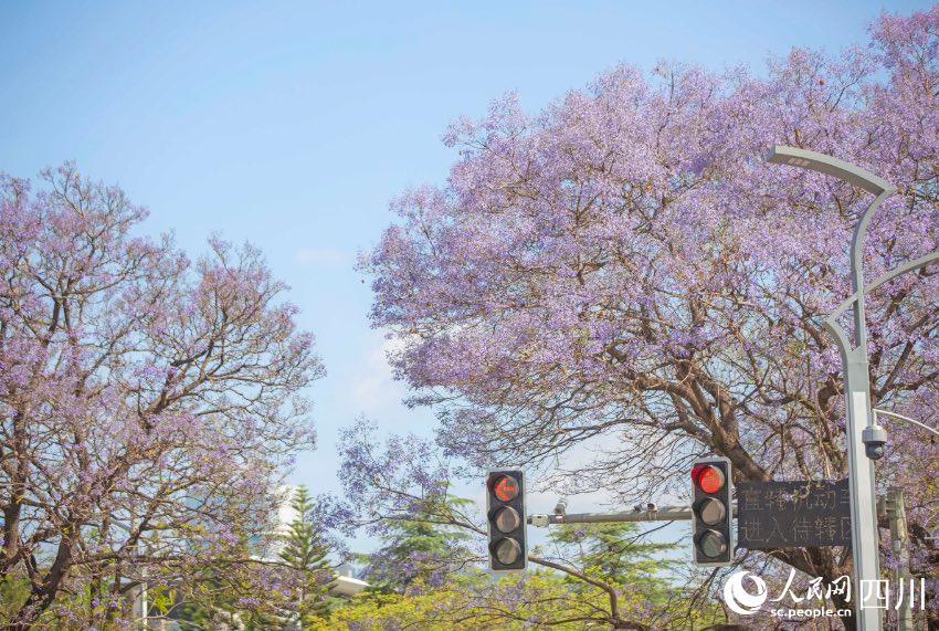 西昌市綻放的藍花楹。文雅攝