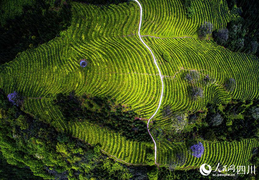 茶園公路。何為攝