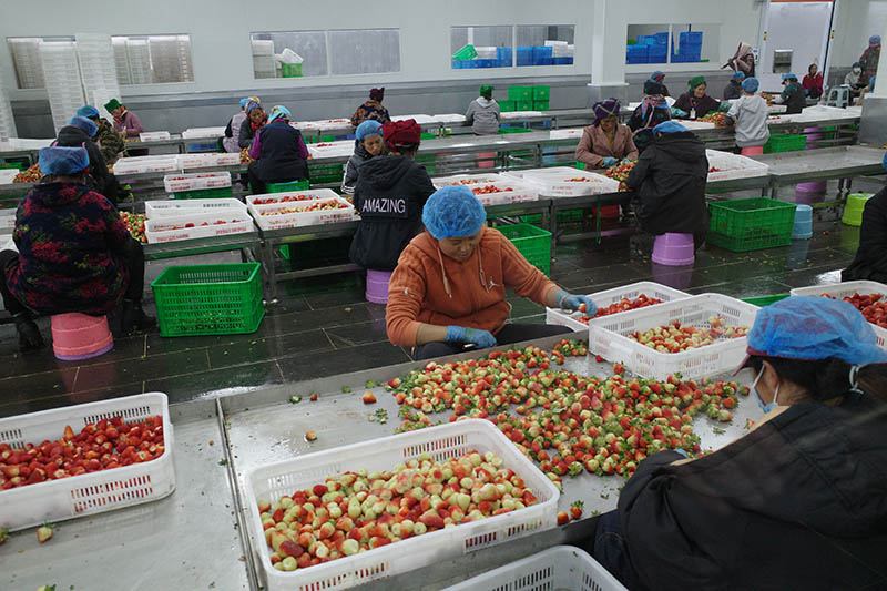 園區車間忙碌的工人。涼山州委宣傳部供圖