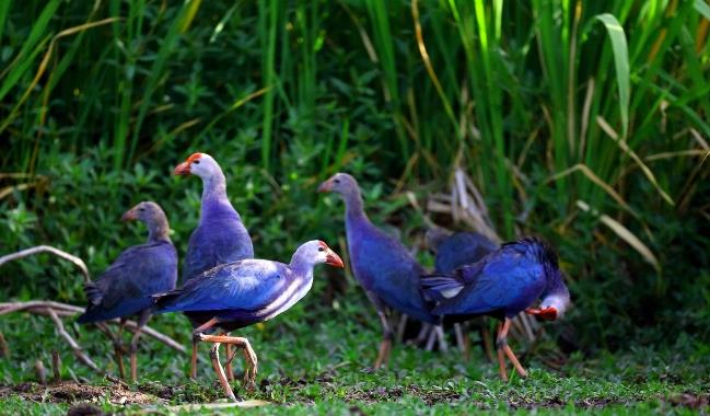 譜寫美麗中國的四川篇章綻放川蜀大地獨特的自然生態之美、多彩人文之韻。