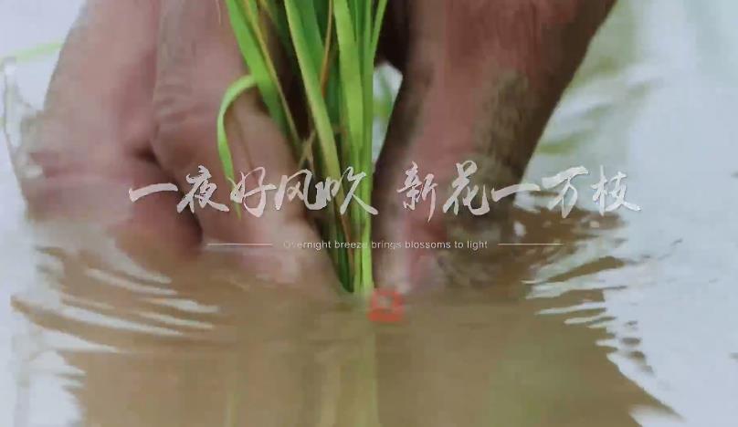 聽！《天府四季交響》每一幀都令人向往！聽見生生不息的力量。