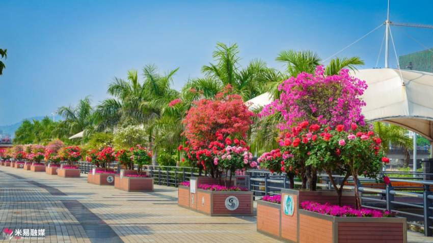 米易街景。米易縣融媒體中心供圖