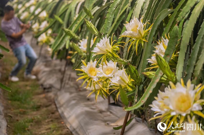 gǰ^pһһF^̹⽨z