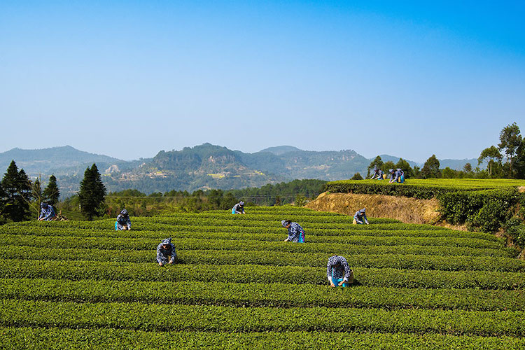 村民正在采茶。胡未供圖