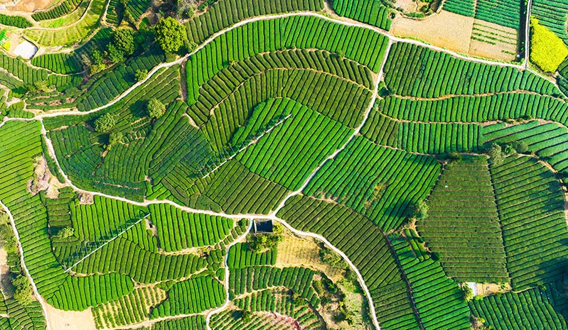 鳥瞰茶園。胡未供圖