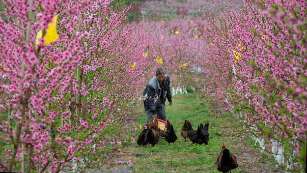 夢里桃鄉產業園。李朝洪攝
