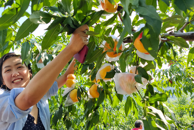 游客開心地到果園采摘水蜜桃。李朝洪攝