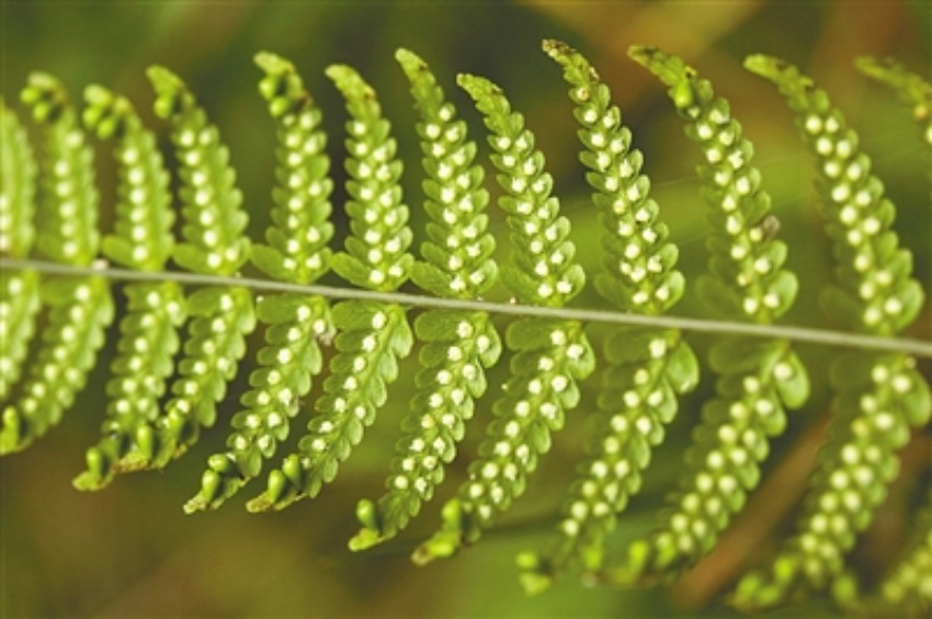 峨眉山發現的光葉蕨。樂山市生態環境局供圖