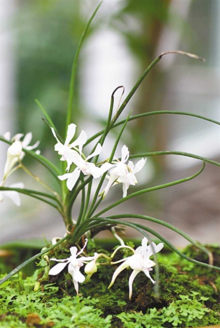 峨眉槽舌蘭。樂山市生態環境局供圖