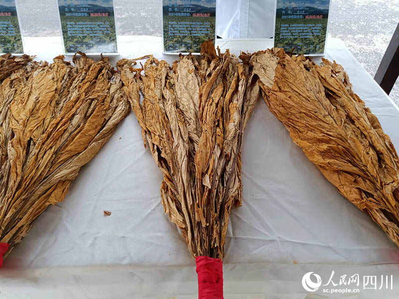 會東煙葉。吳舒婷攝