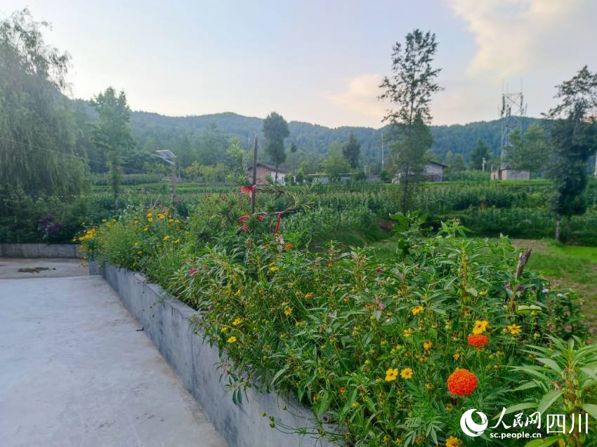 牟生家花果栽滿恬靜小院。趙斌攝