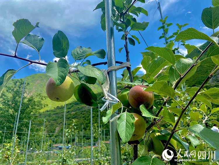 結掛枝頭的“瑞雪”長勢喜人。王曦攝