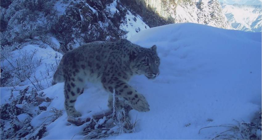 雪豹。大熊貓國家公園成都管理分局供圖