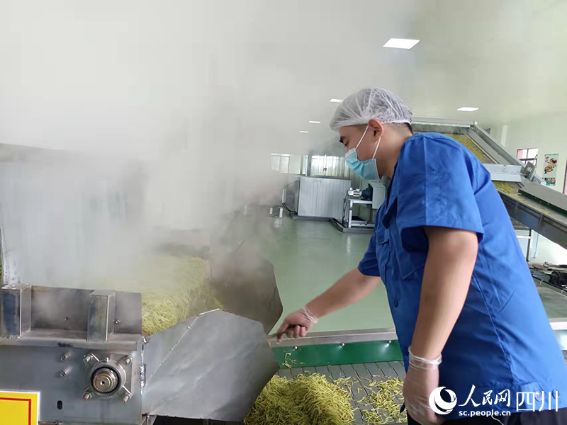 浙川（峨邊）東西部協作農產品加工示范園區內，23歲的茗新村二組村民陳健強正在給生產線上的金銀花散熱。半年前，他還在成都打工，工資待遇和現在一樣，唯一不同是現在在“家門口”就能就業。吳舒婷攝