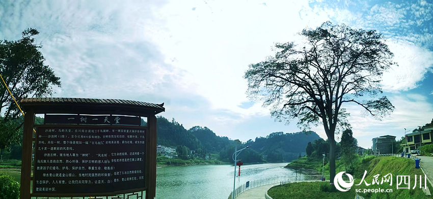 沙泡古樹。黃其均攝