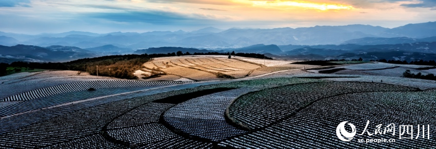 會理特色農業已成規模，圖為成片的烤煙種植區。李瑜攝